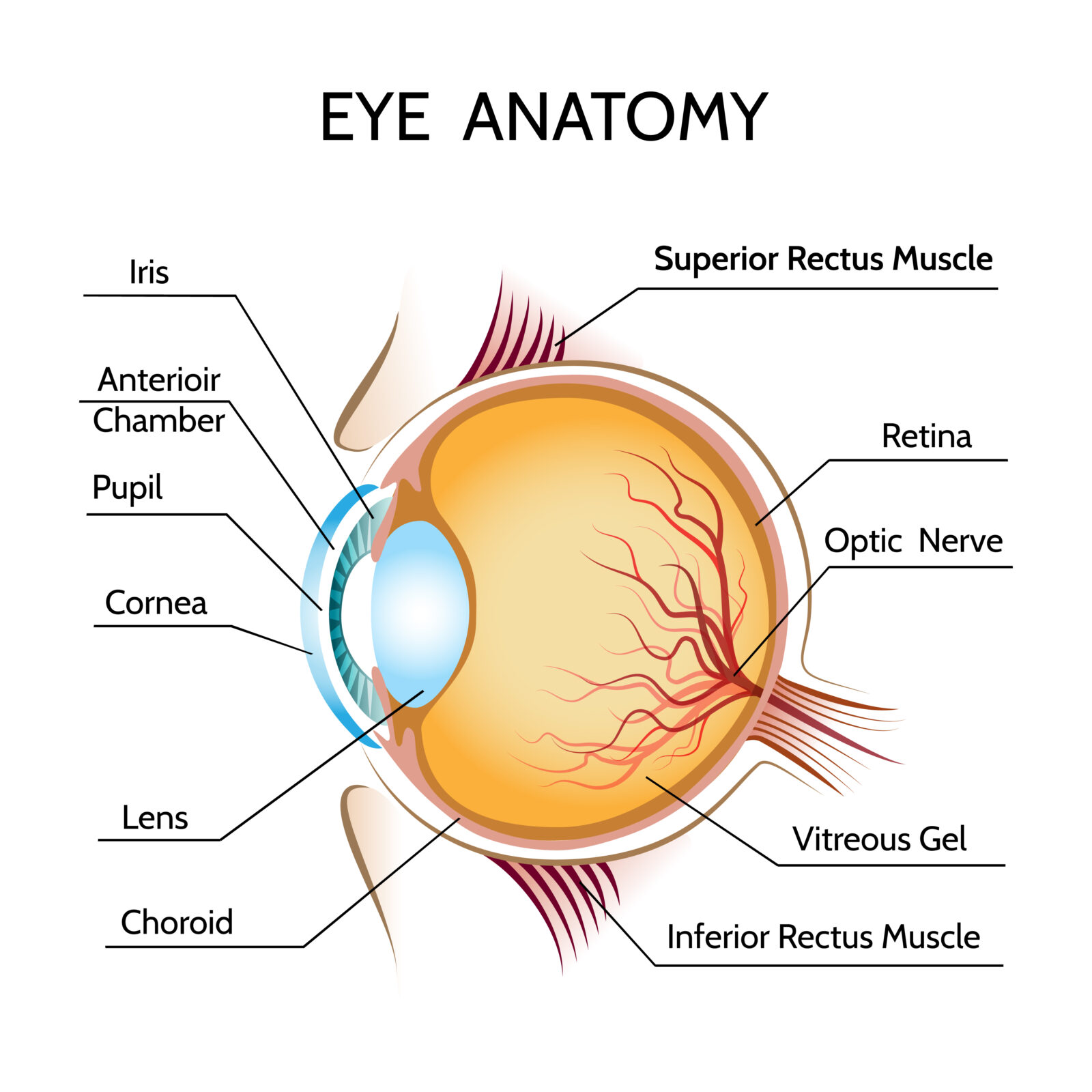 anatomía del ojo humano que muestra la miopía